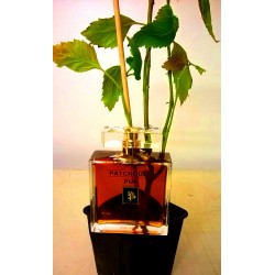 1 PATCHOULI PUR 100ML + 1 PLANTE DE PATCHOULI (Flacon Luxe)